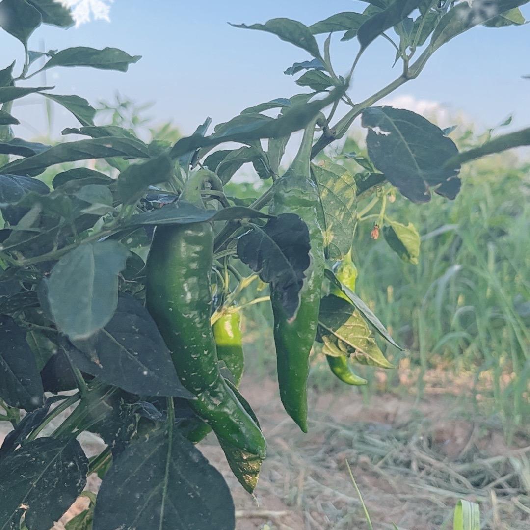 一日三餐农特产