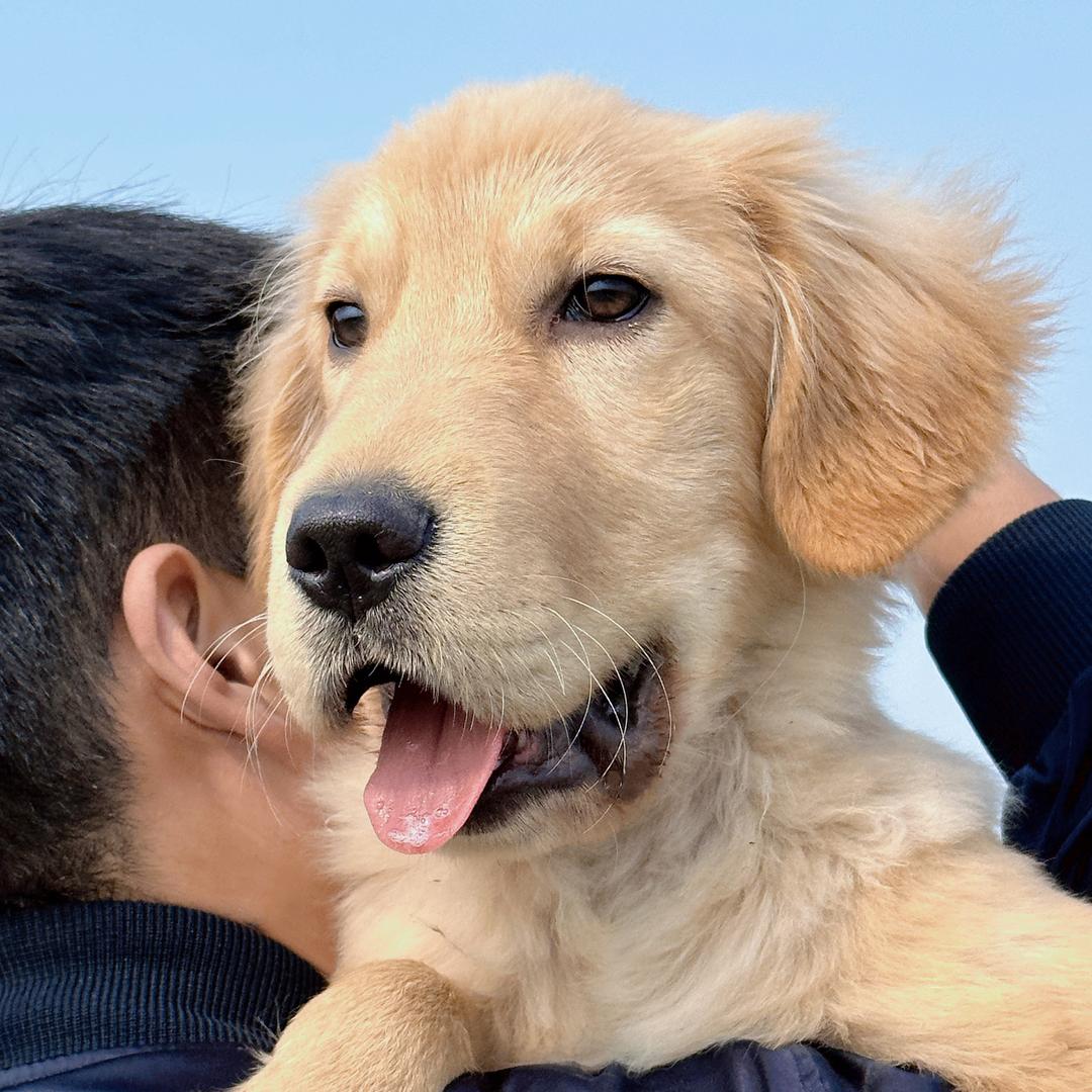 茅台不是酒（🐶）