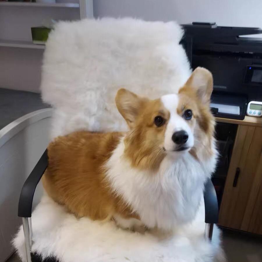 瑞妮卡