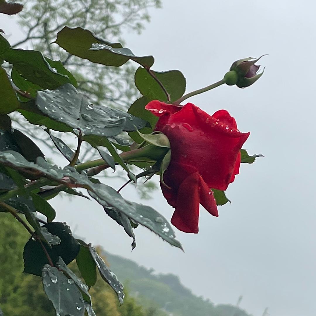 简
