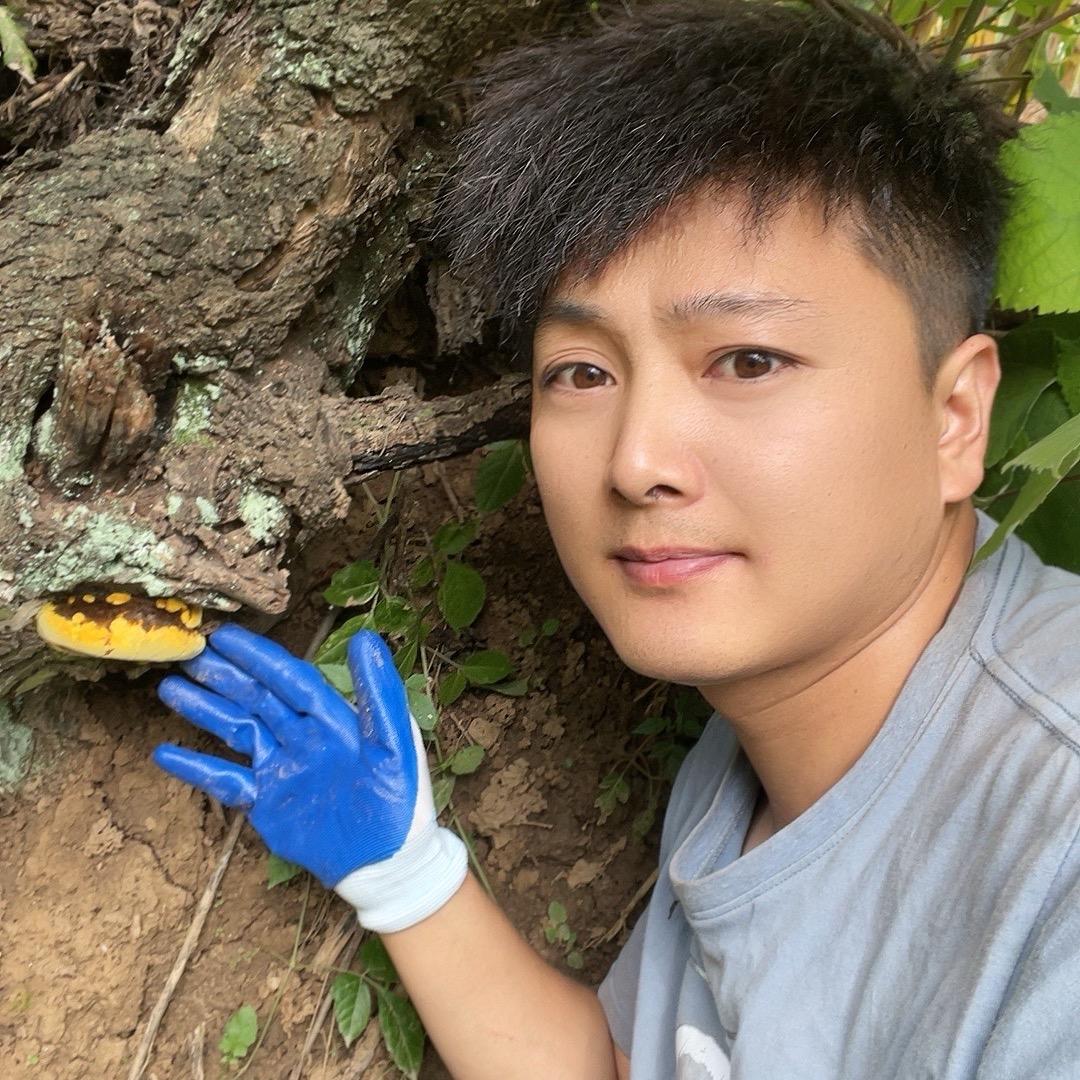 小梁桑树桑黄滋补养生