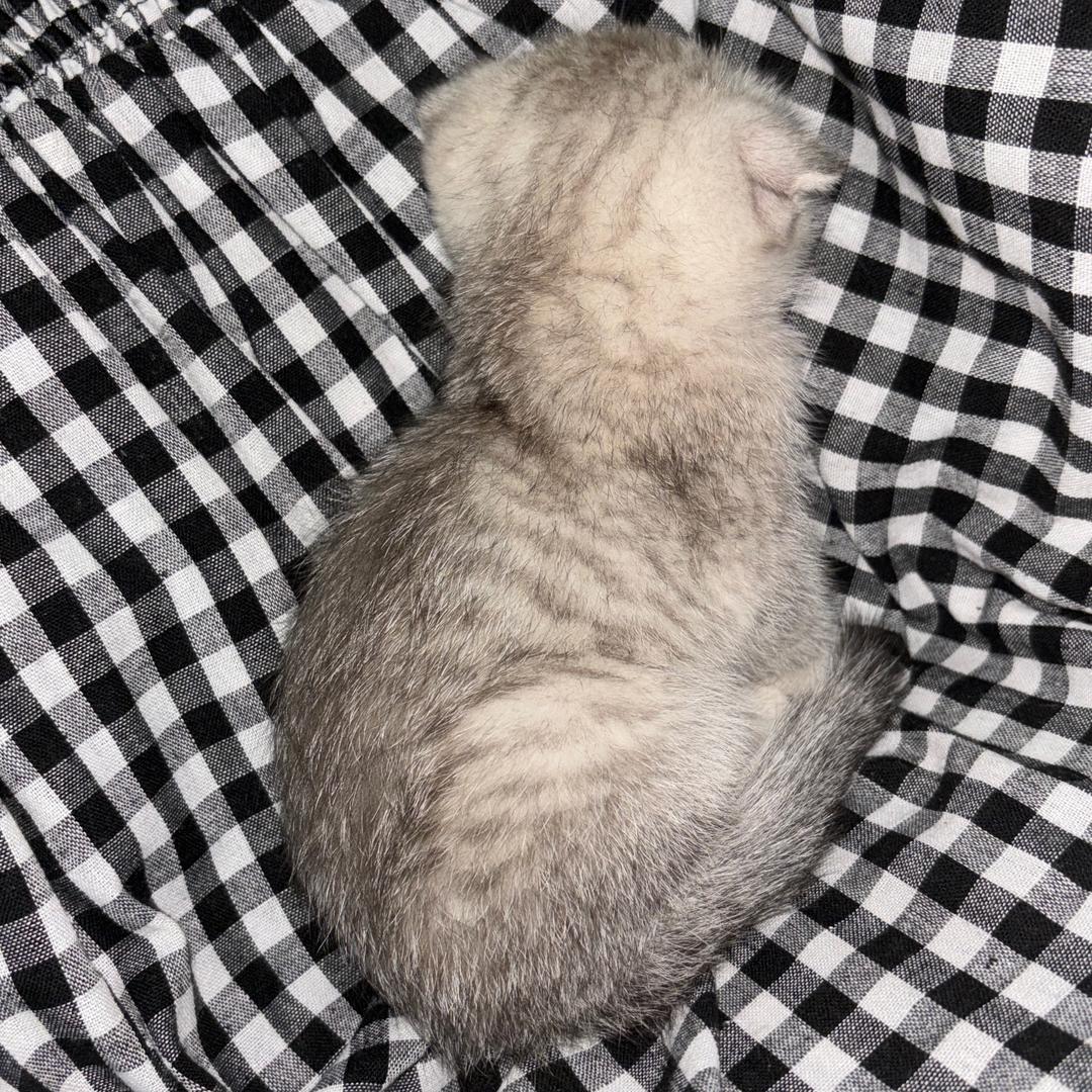 汤圆姐（互关涨粉）