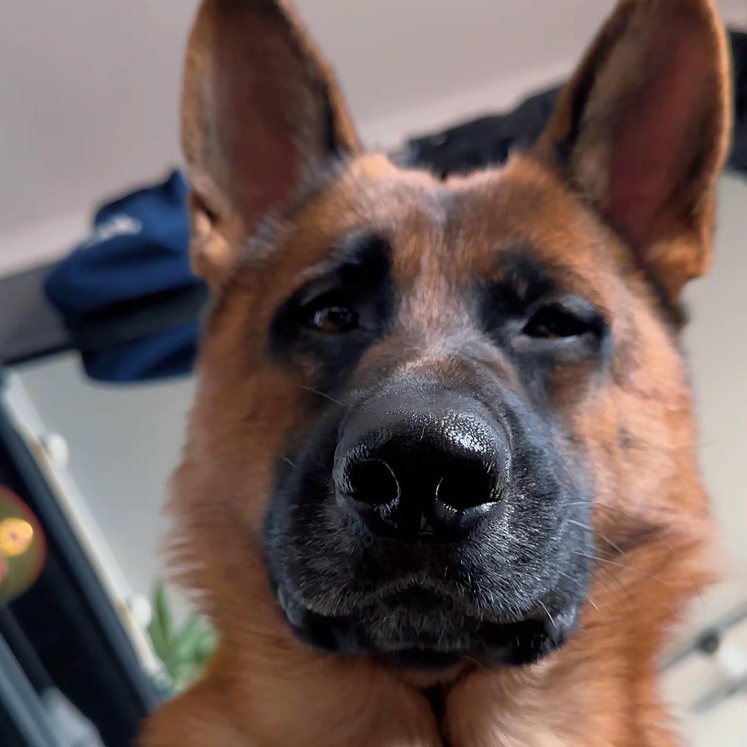 勒碰棚下的马喽