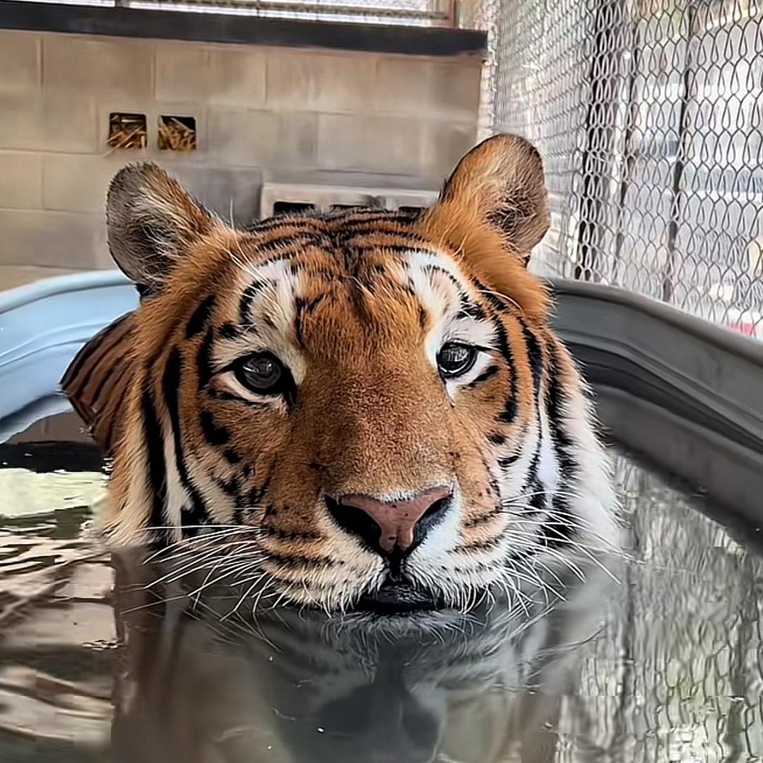 欲买桂花同载酒