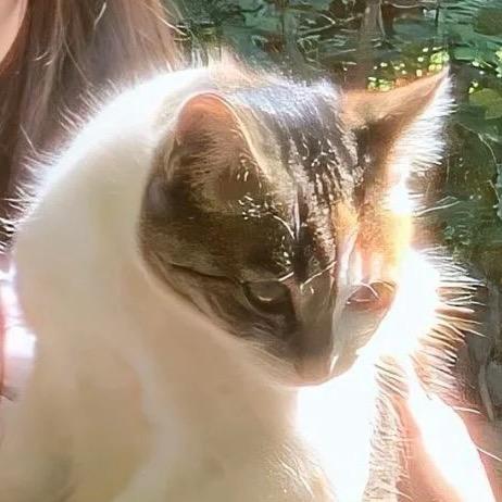 猫🐱