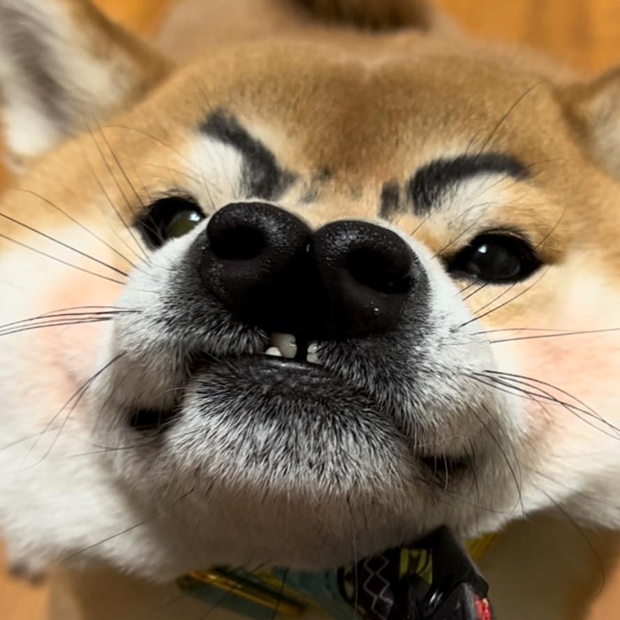双排气十三幺