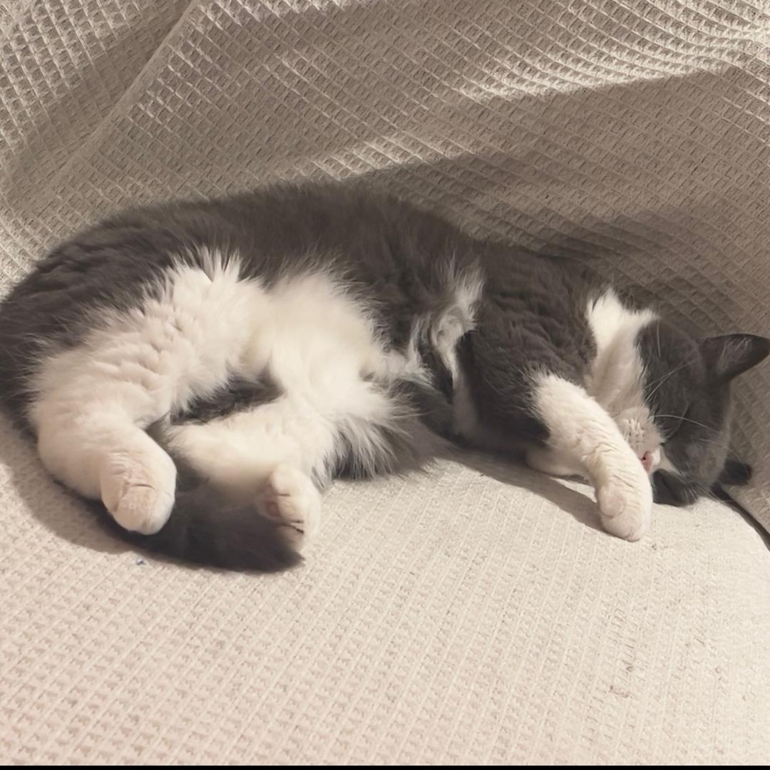 💗Zz