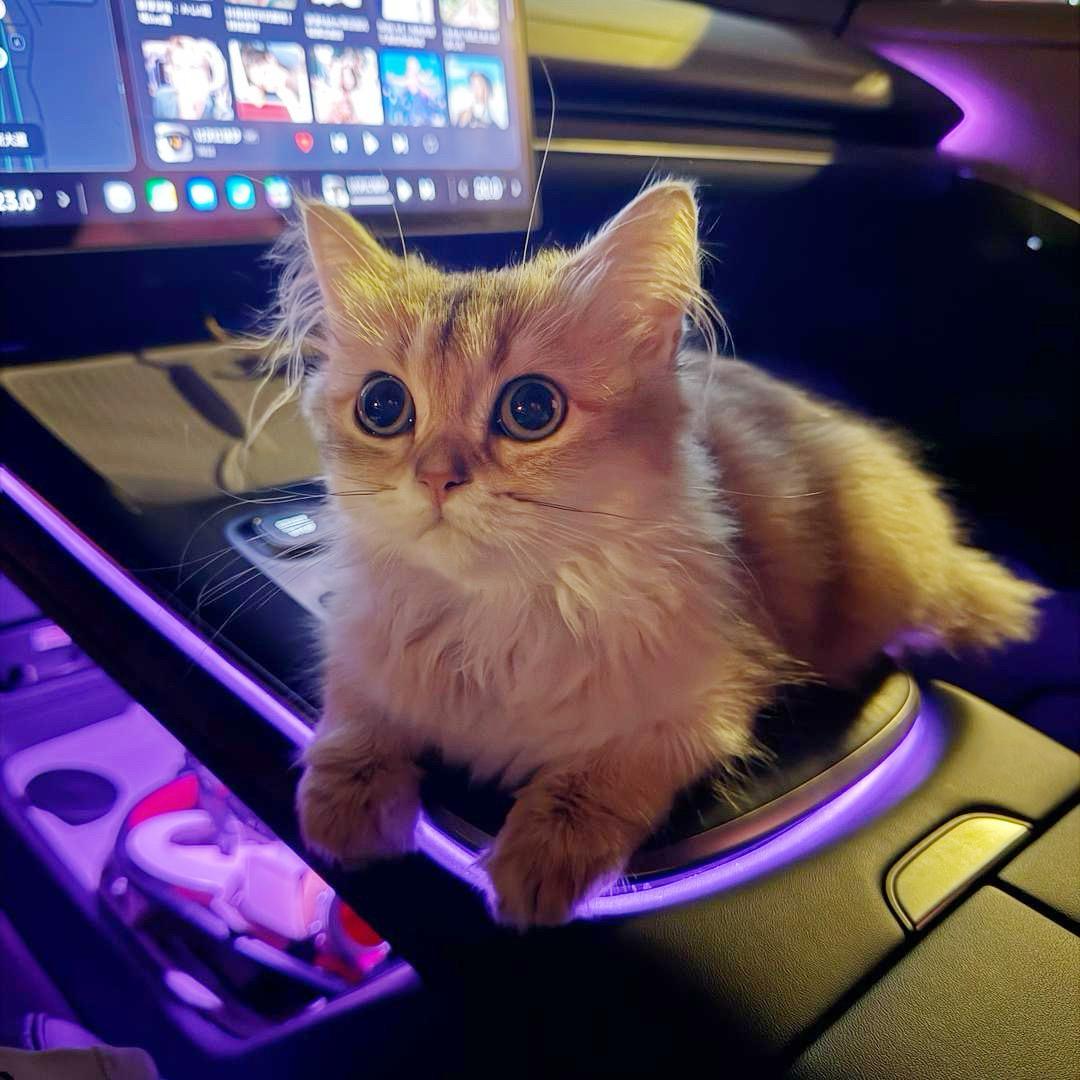 金渐层黄哈哈（只说大实话版）