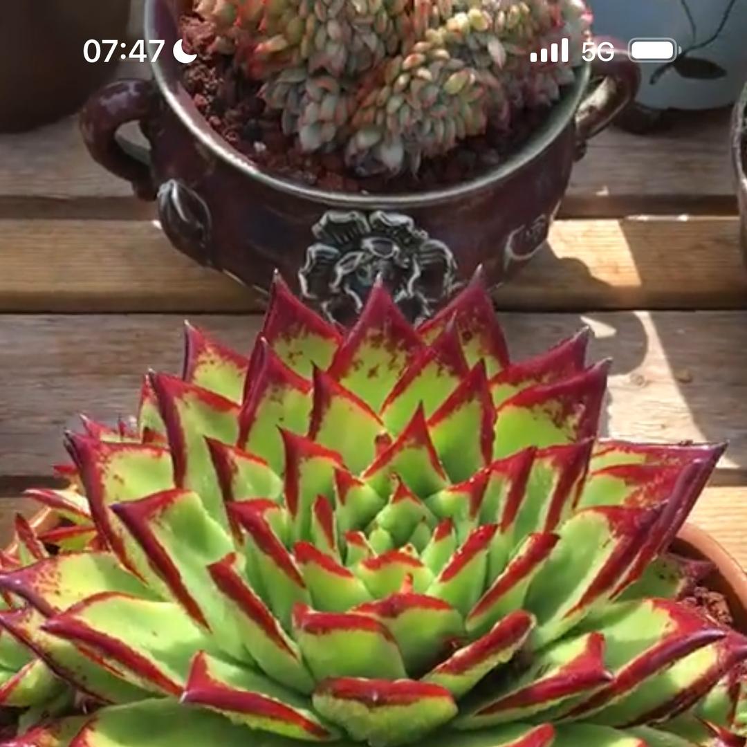 零花钱多肉