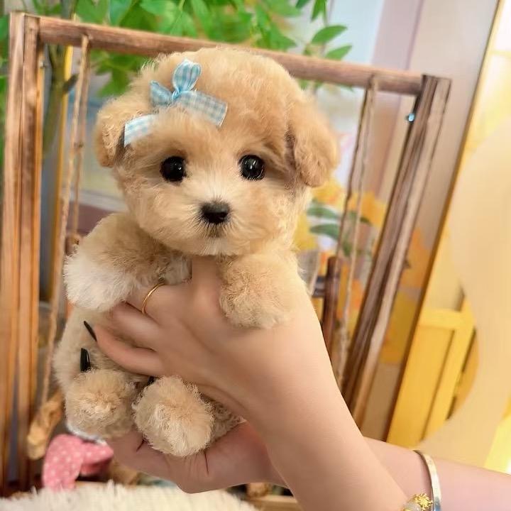 杭州欣欣高端萌宠💕