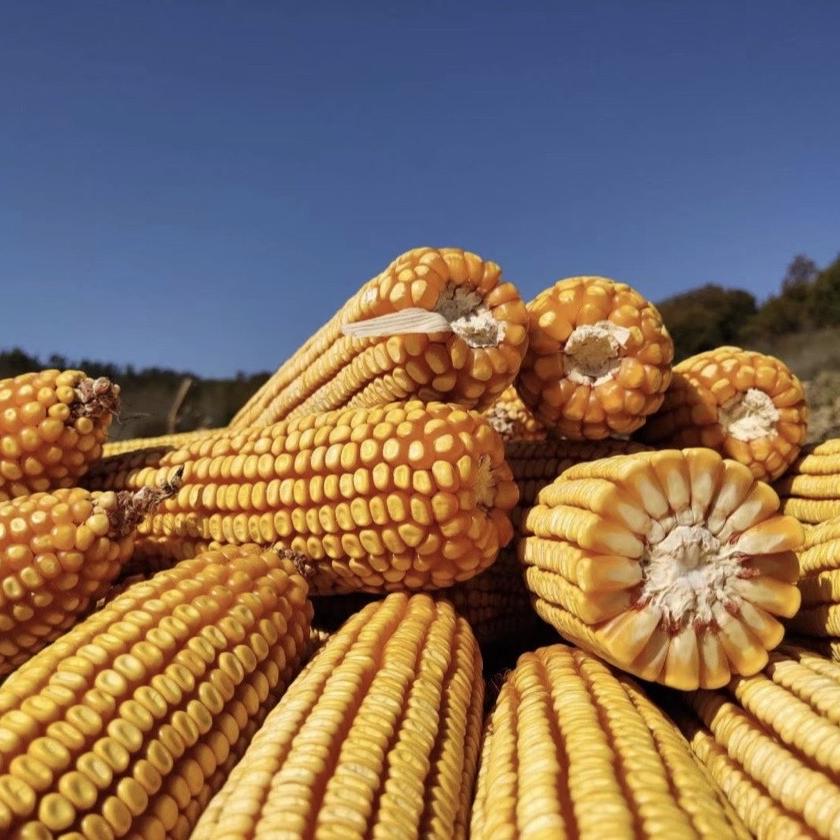 吉林市松江农资