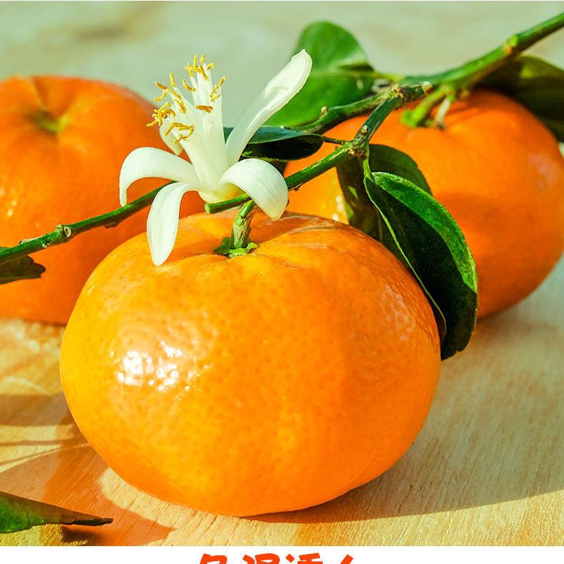 潘胖胖8090乡村生鲜（杨梅蜜桔海鲜）