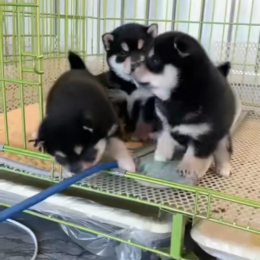 小真说宠日常