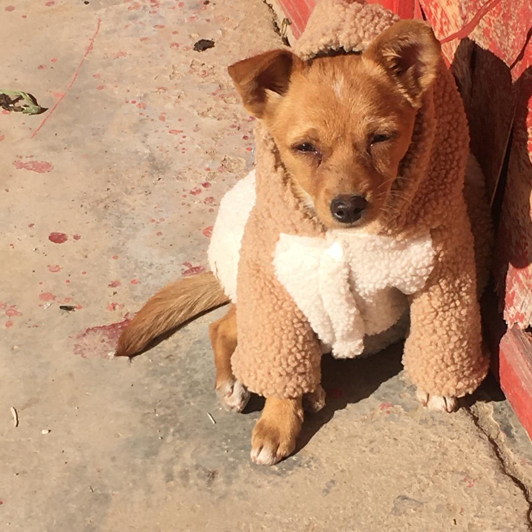 徐州宠物乐园  代购 淘犬