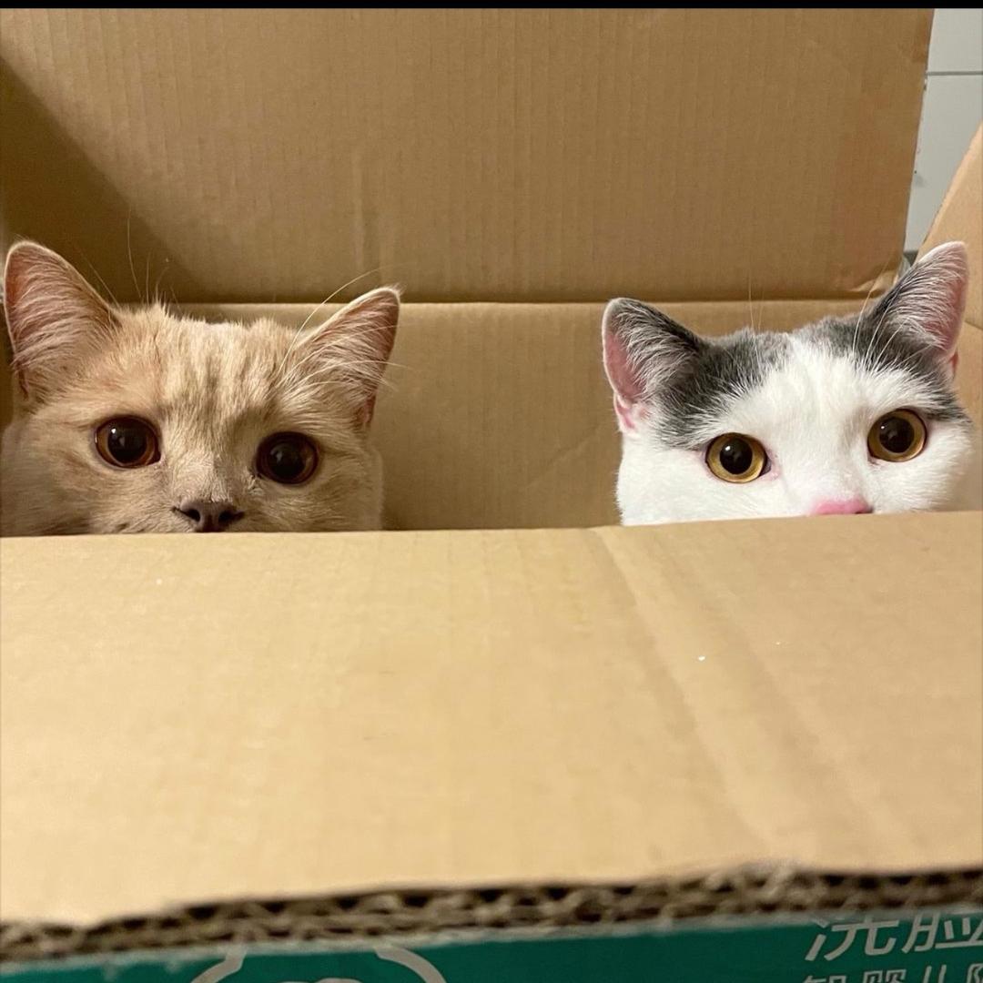 Haohao主理人孕晚期