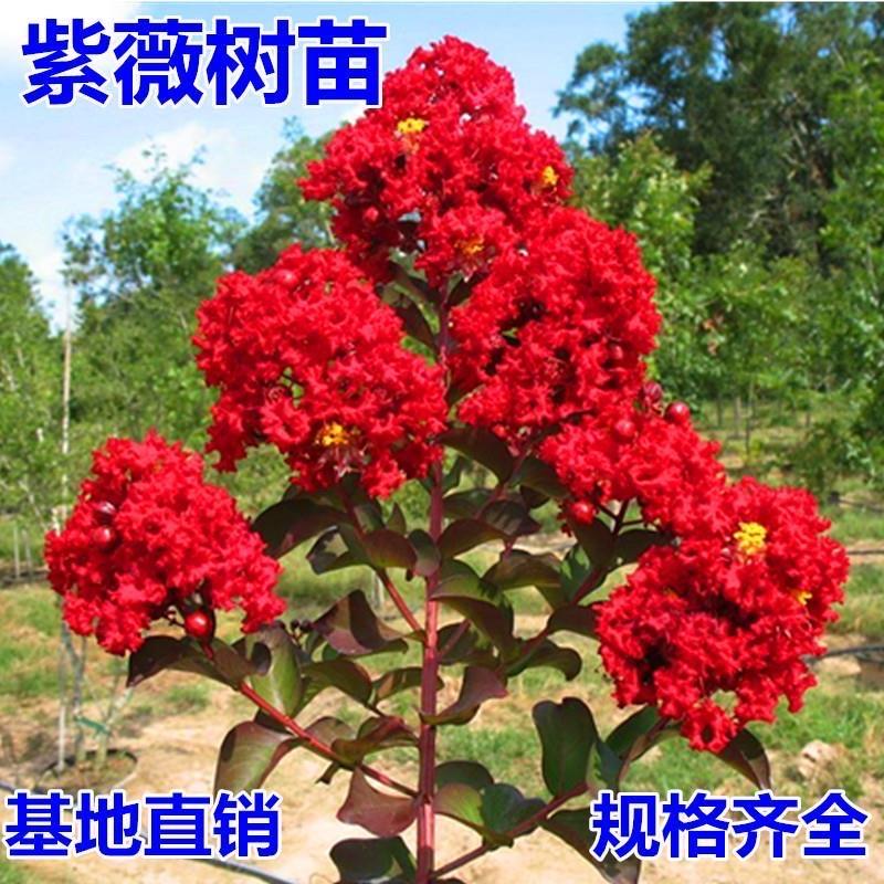花芊茗美春枫果树苗木专卖店