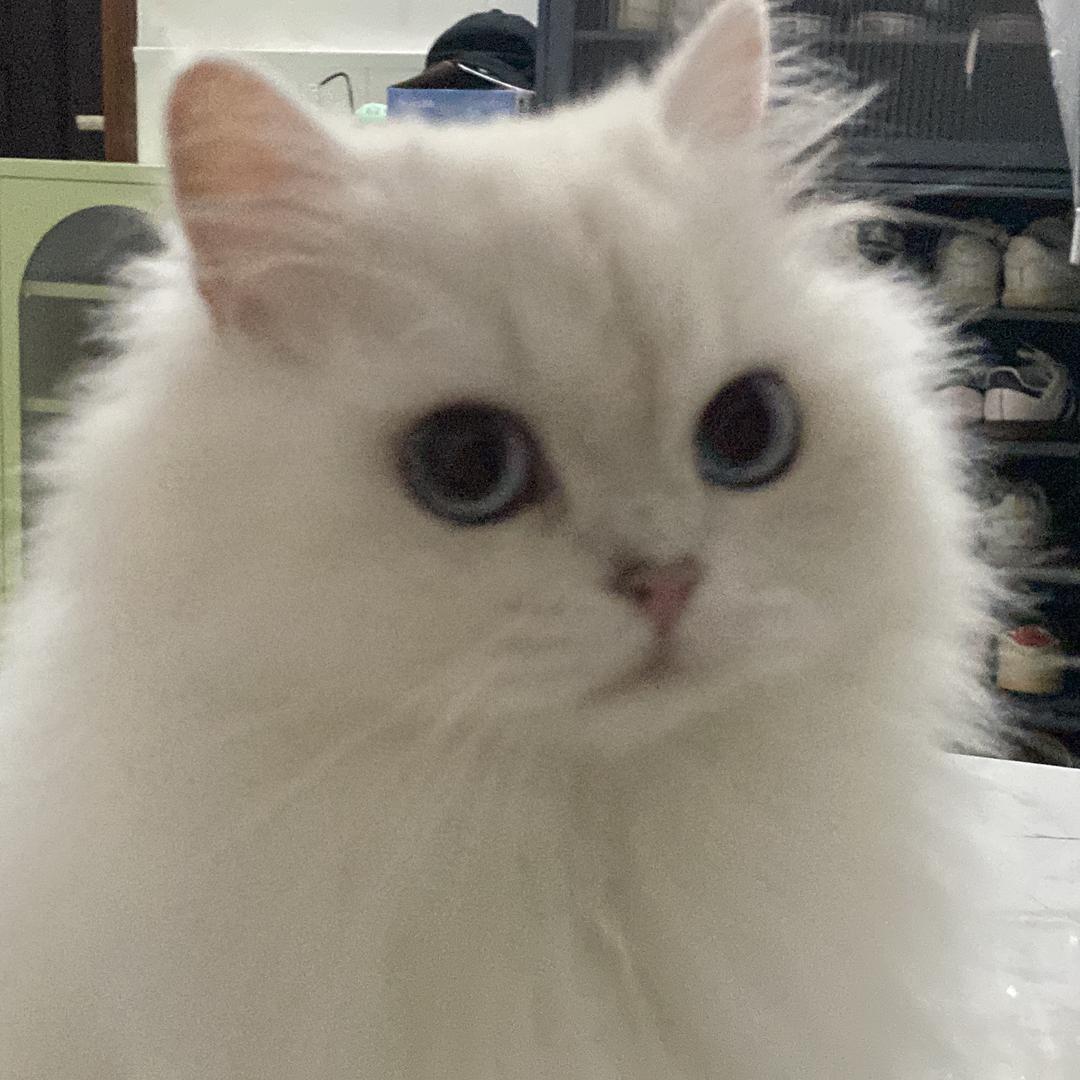 Yi小豪