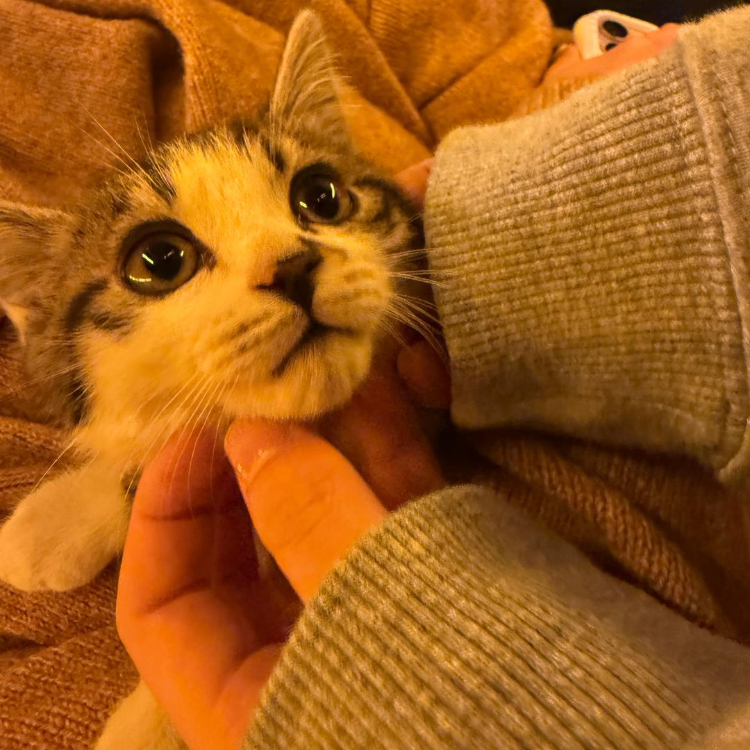 Hum🐣🐣