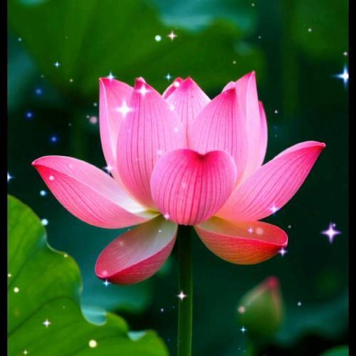 用户195678912336🌸