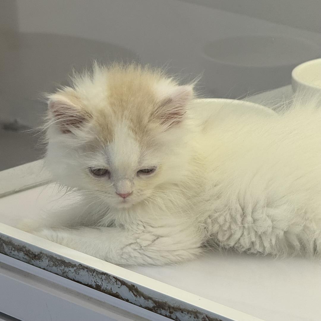 ℒᎭℯ兜兜: ᭄ཽ࿆有米💰꧔ꦿ❀