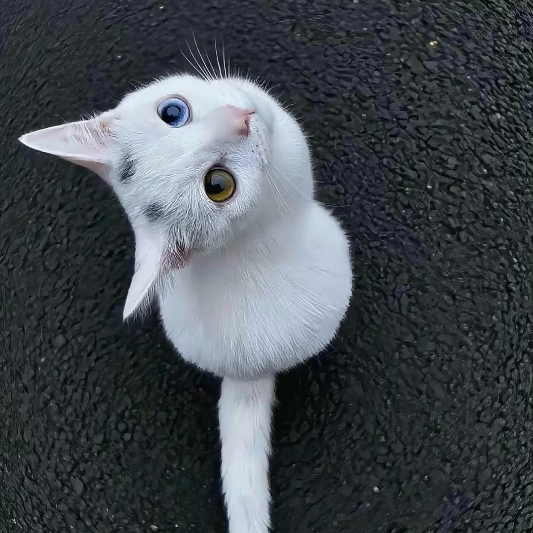 -包子