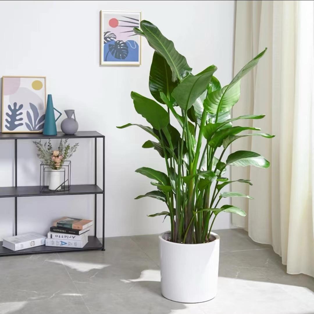 云溪绿植园艺
