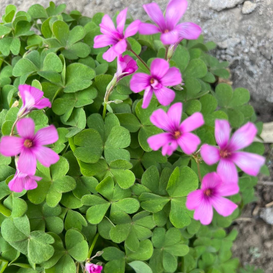 鹏飞花卉