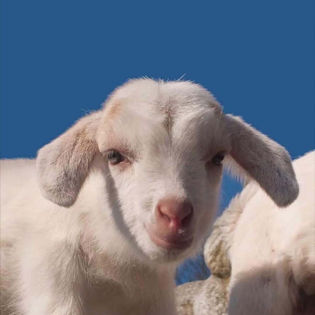 迷途老羊🐑 　　　　　　　　　　　🪳