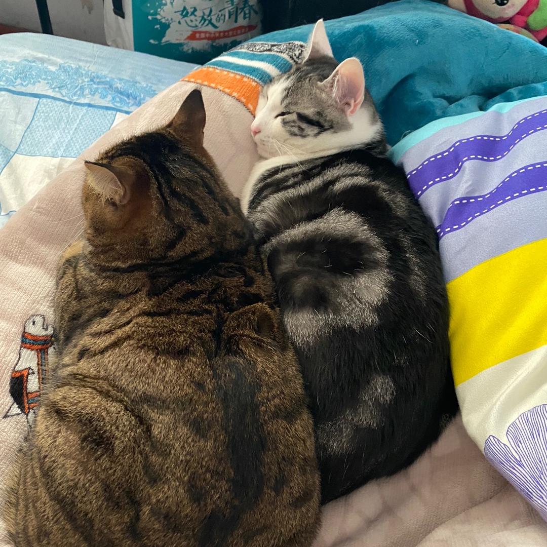 小鱼