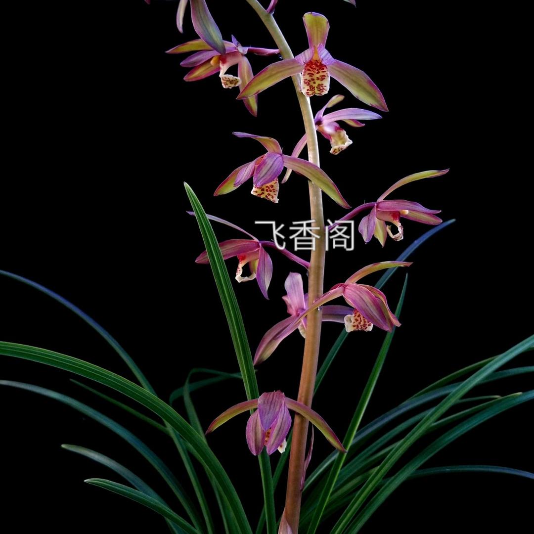 飞香阁兰花