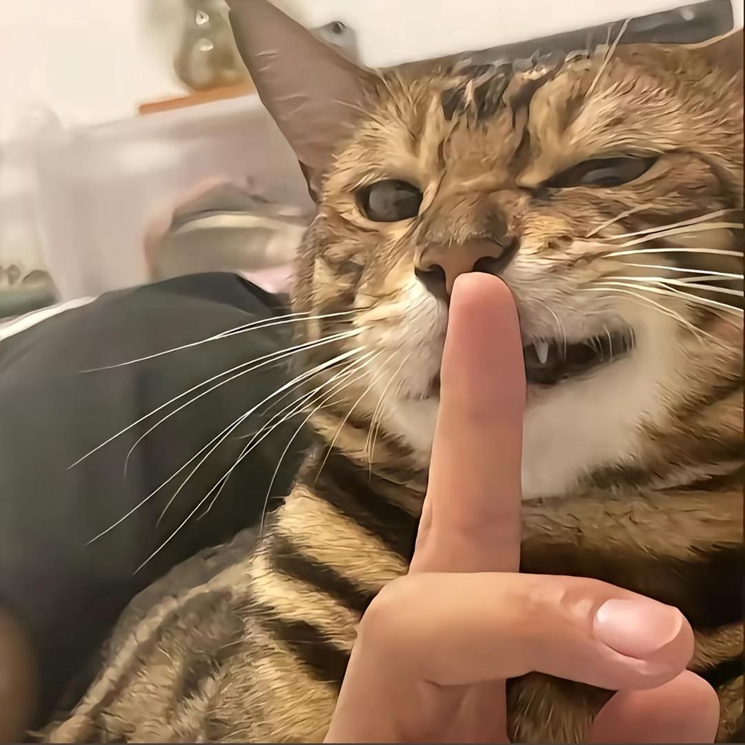 猫猫。（退网版）