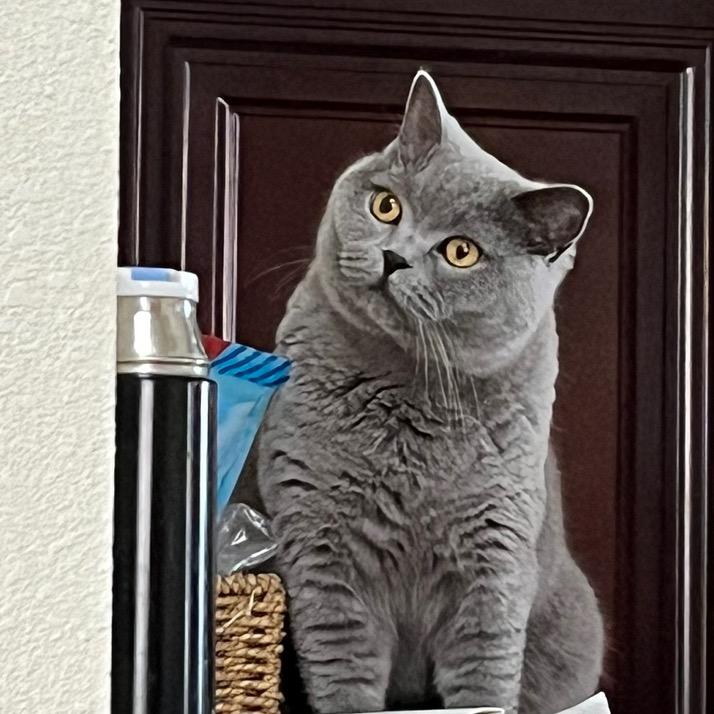 mia芳聿