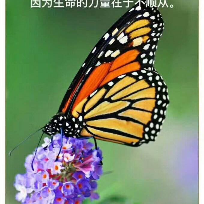 认真的核桃