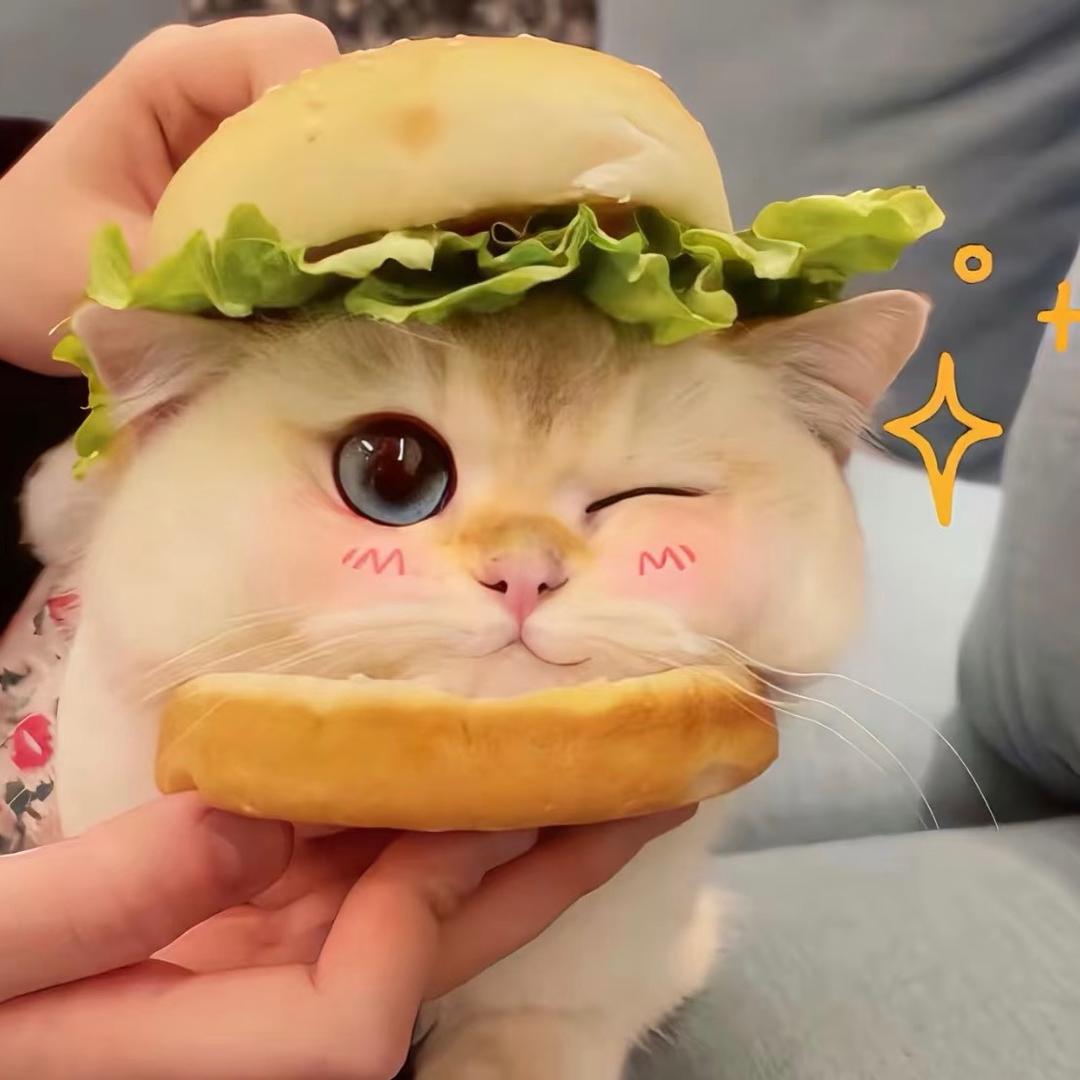 赫本的猫