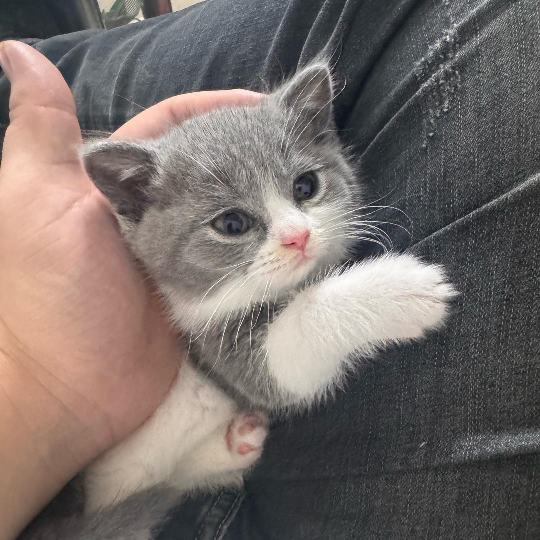 她们都叫我彦祖