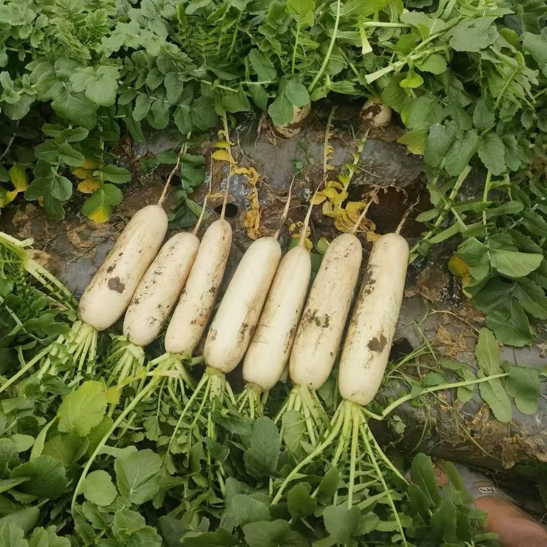 雷氏精品蔬菜