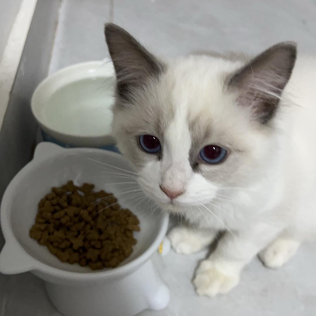 喜气洋洋的喜宝呀