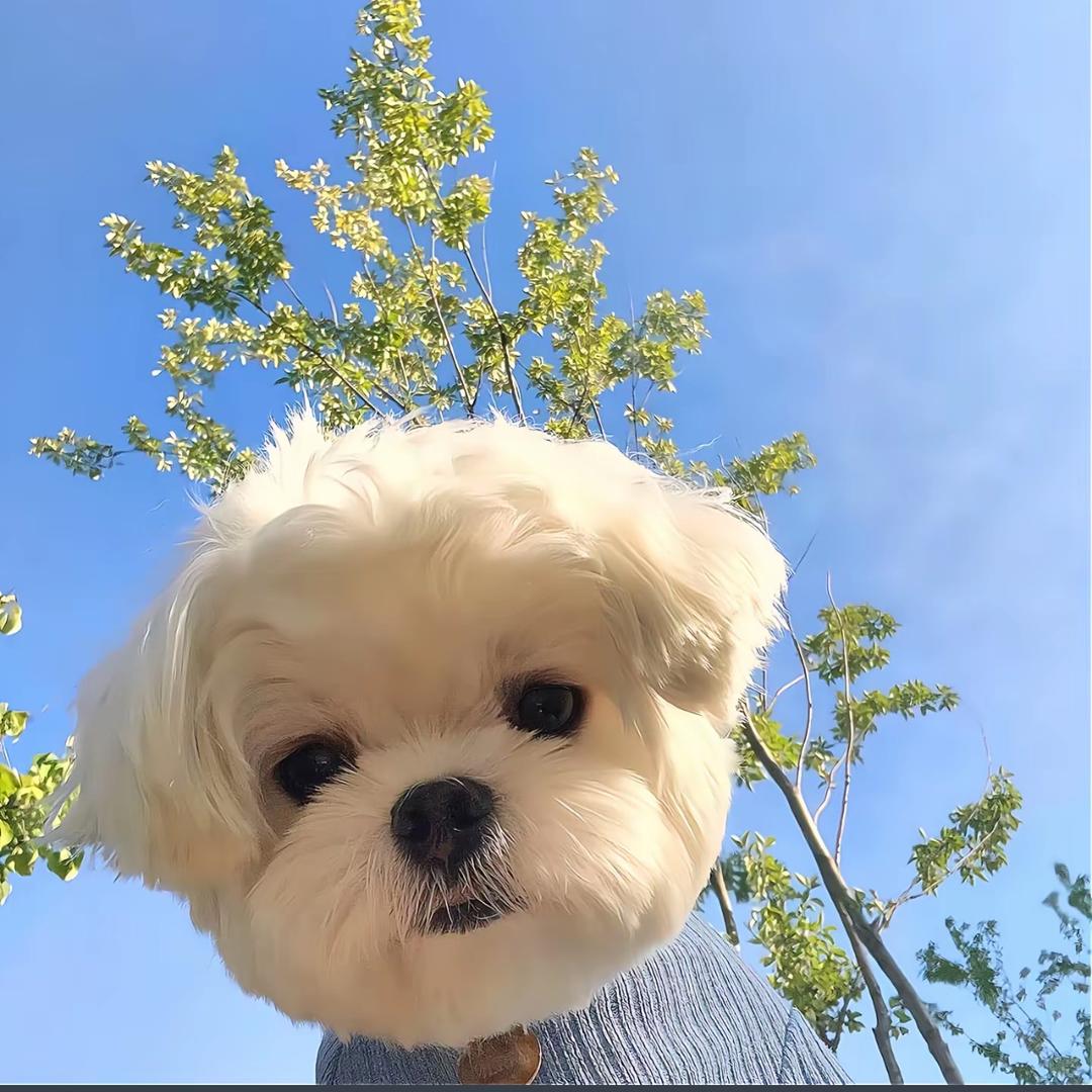 🦩可乐：
