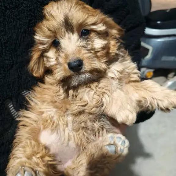 姜姜是柯基串串