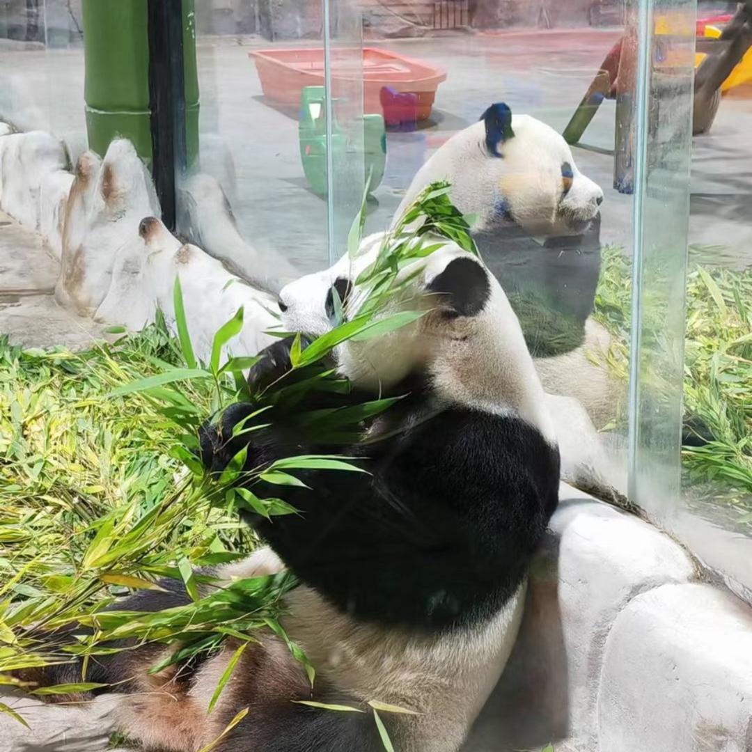 珂珂（见过鹿晗三次版）