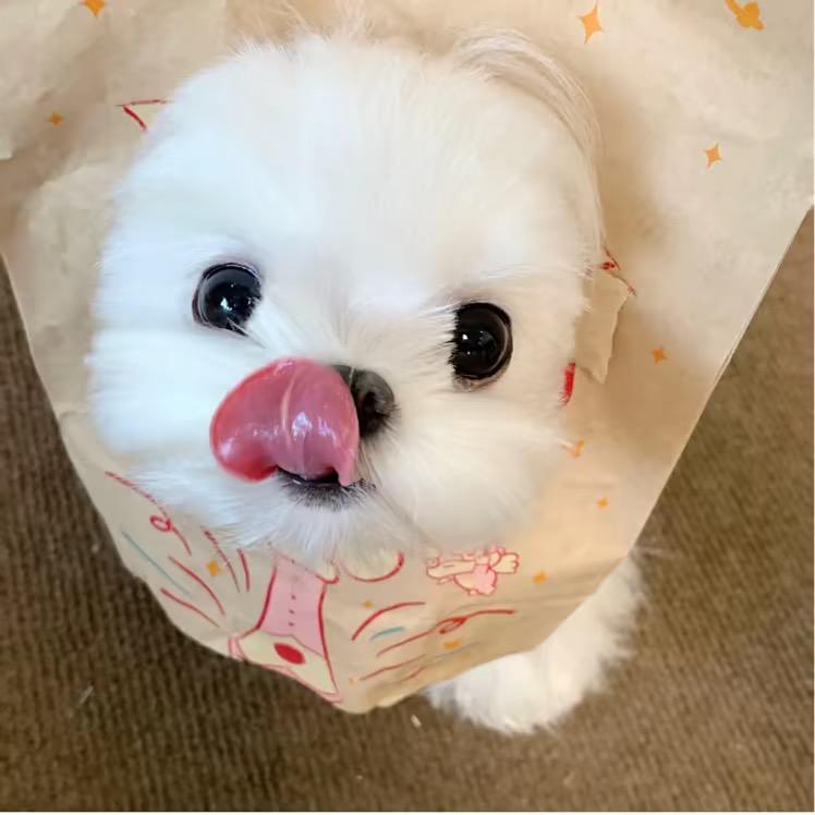 没有感情的猫