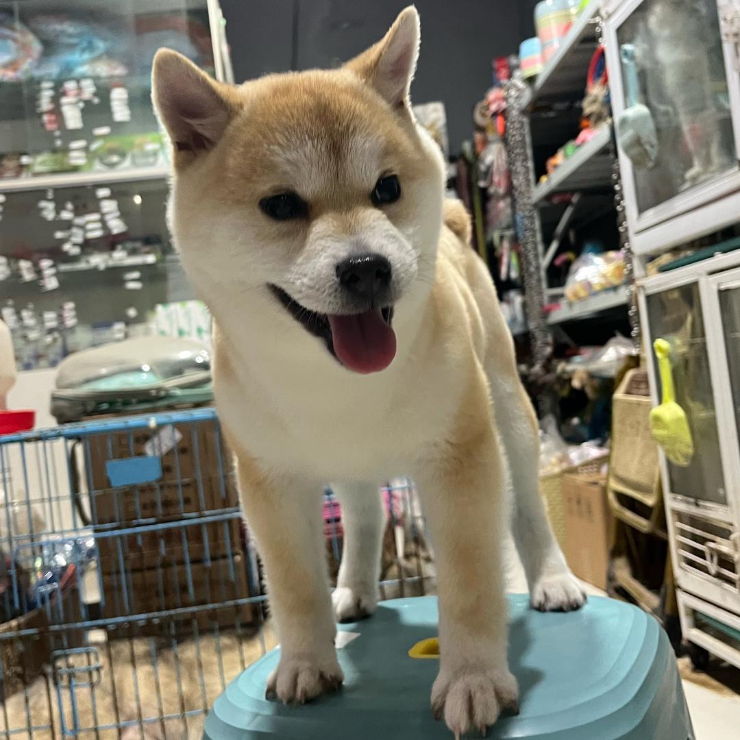 小阿哥宠物吧宠物店