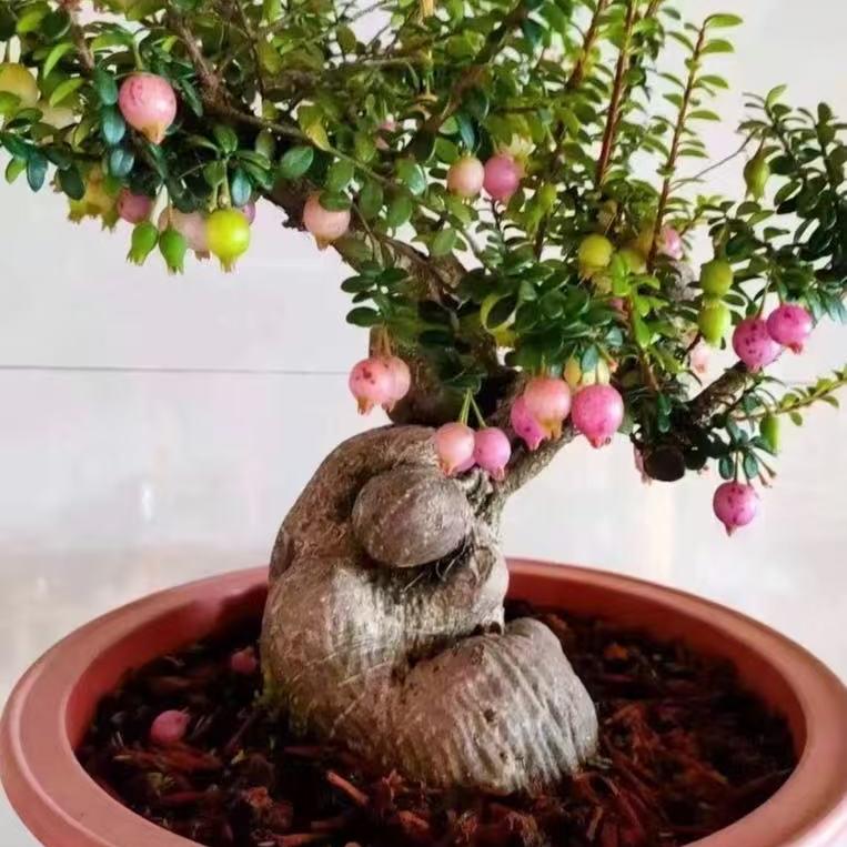 赵亚琅花卉农产创意屋