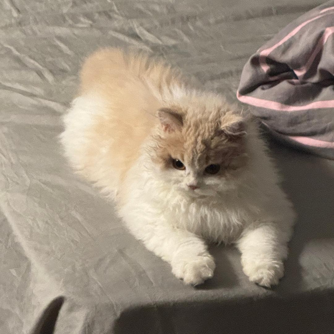 帅的被人砍！！