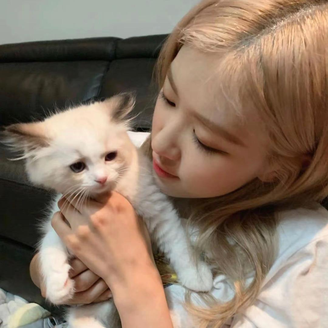 财阀的猫·🐾