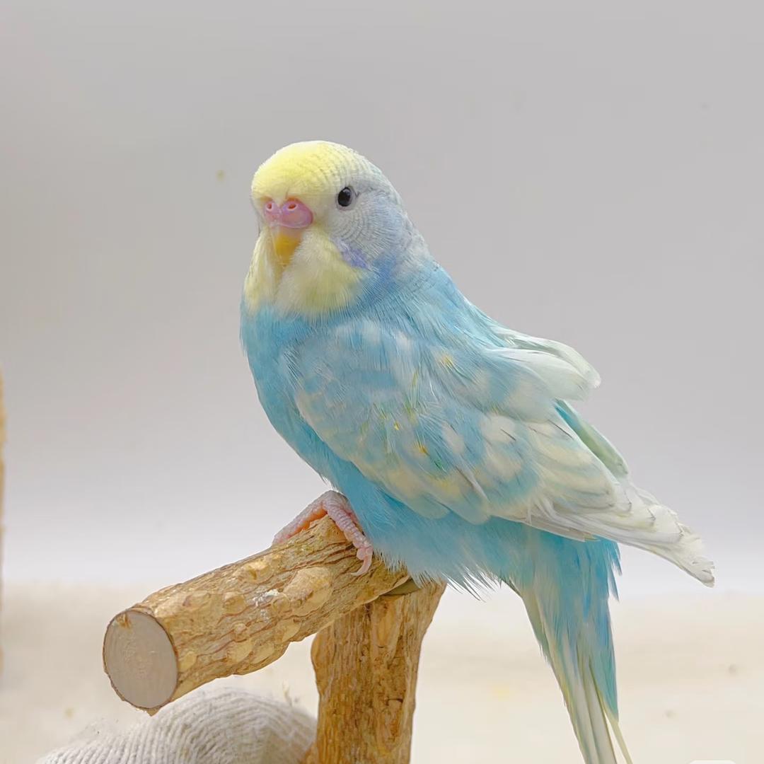 芊翼鹦鹉萌宠小铺