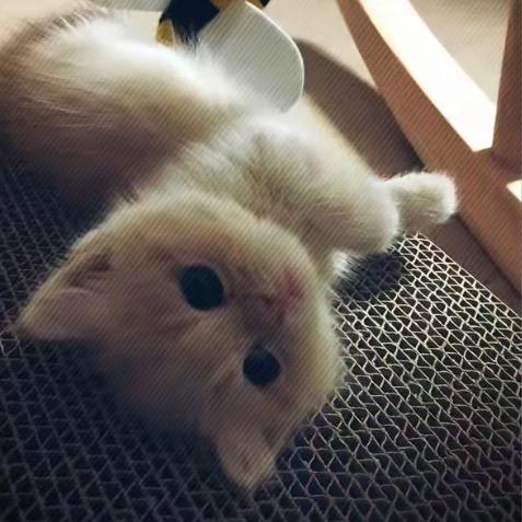 ㅤPRO小妡