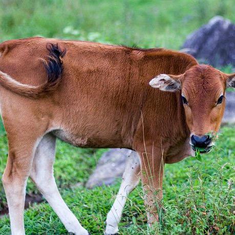 牛羊畜牧推荐官