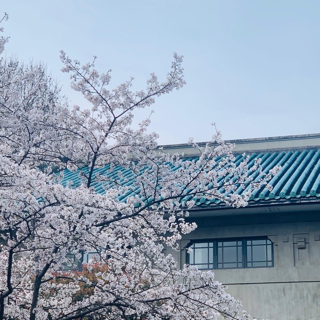 宸宸