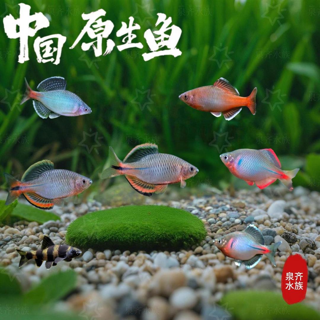 泉齐水族